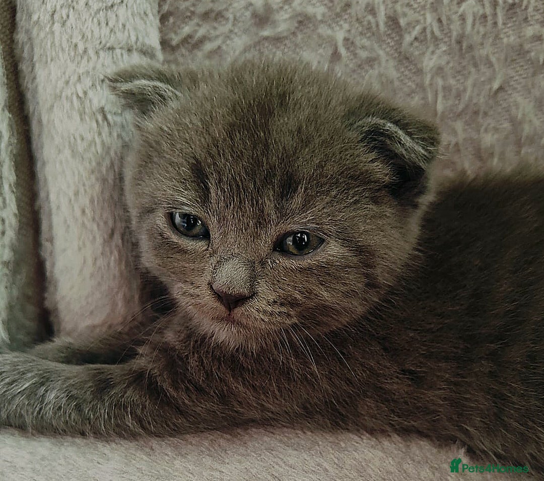 Scottish Fold cats for sale: ❤️Gorgeous Scottish Fold Straight ears kittens❤️ - Image 13