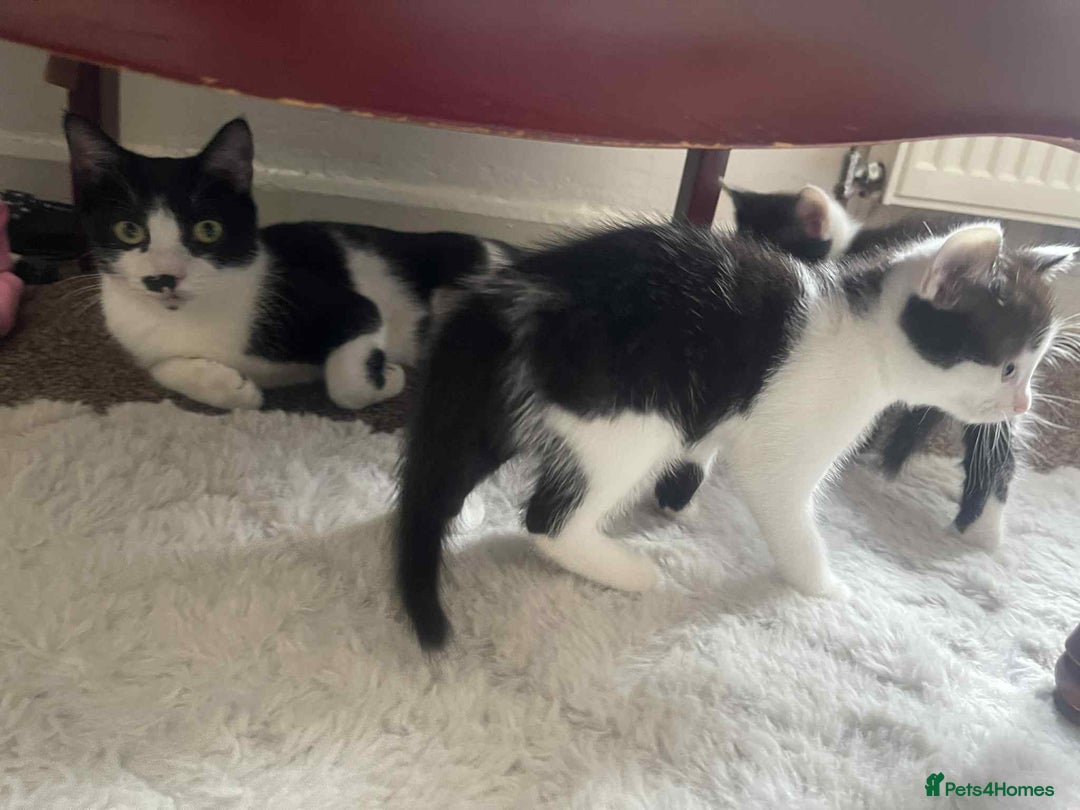 Domestic Shorthair cats for sale:  Adorable Black & White Kittens   - Image 2