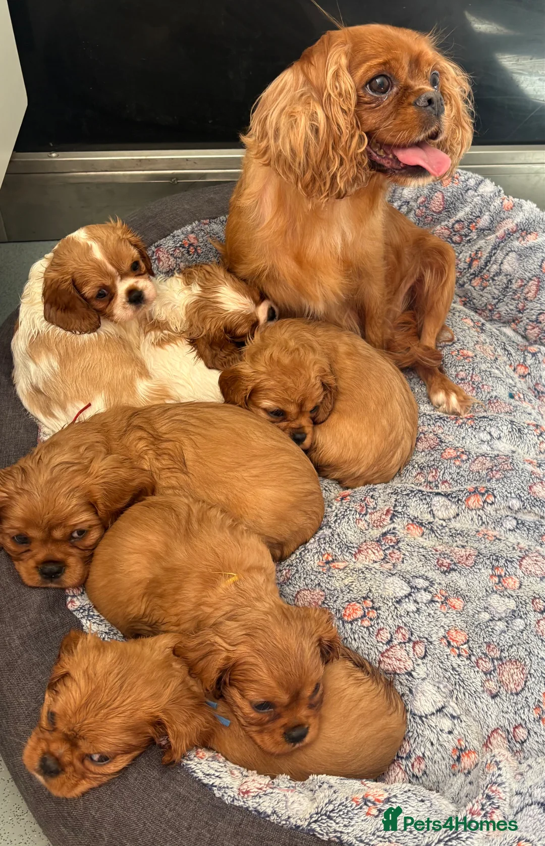 Cavalier King Charles Spaniel dogs for sale: Ruby&blenheim puppies  - Advert 13