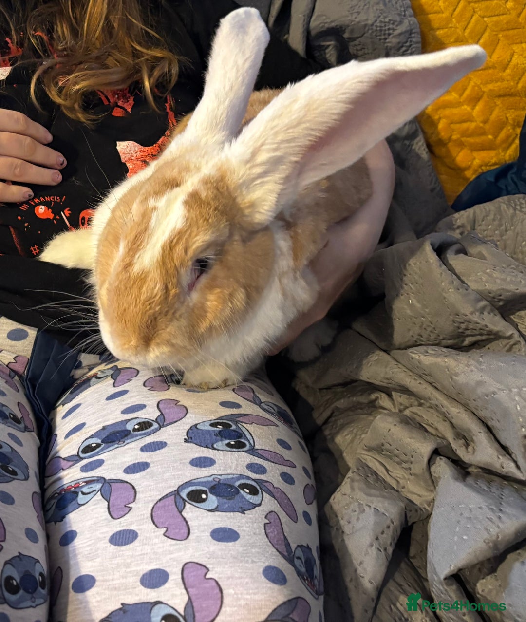 Continental Giant rabbits for sale: Max continental giant rabbit - Advert 2