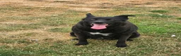 Mixed Breed dogs for adoption: Jasmine - loving human wanted  - Advert 12
