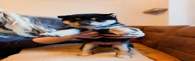 Japanese Shiba Inu 4