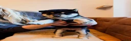 Japanese Shiba Inu dogs for sale: Kennel club registered Shiba Inu puppies  - Advert 34