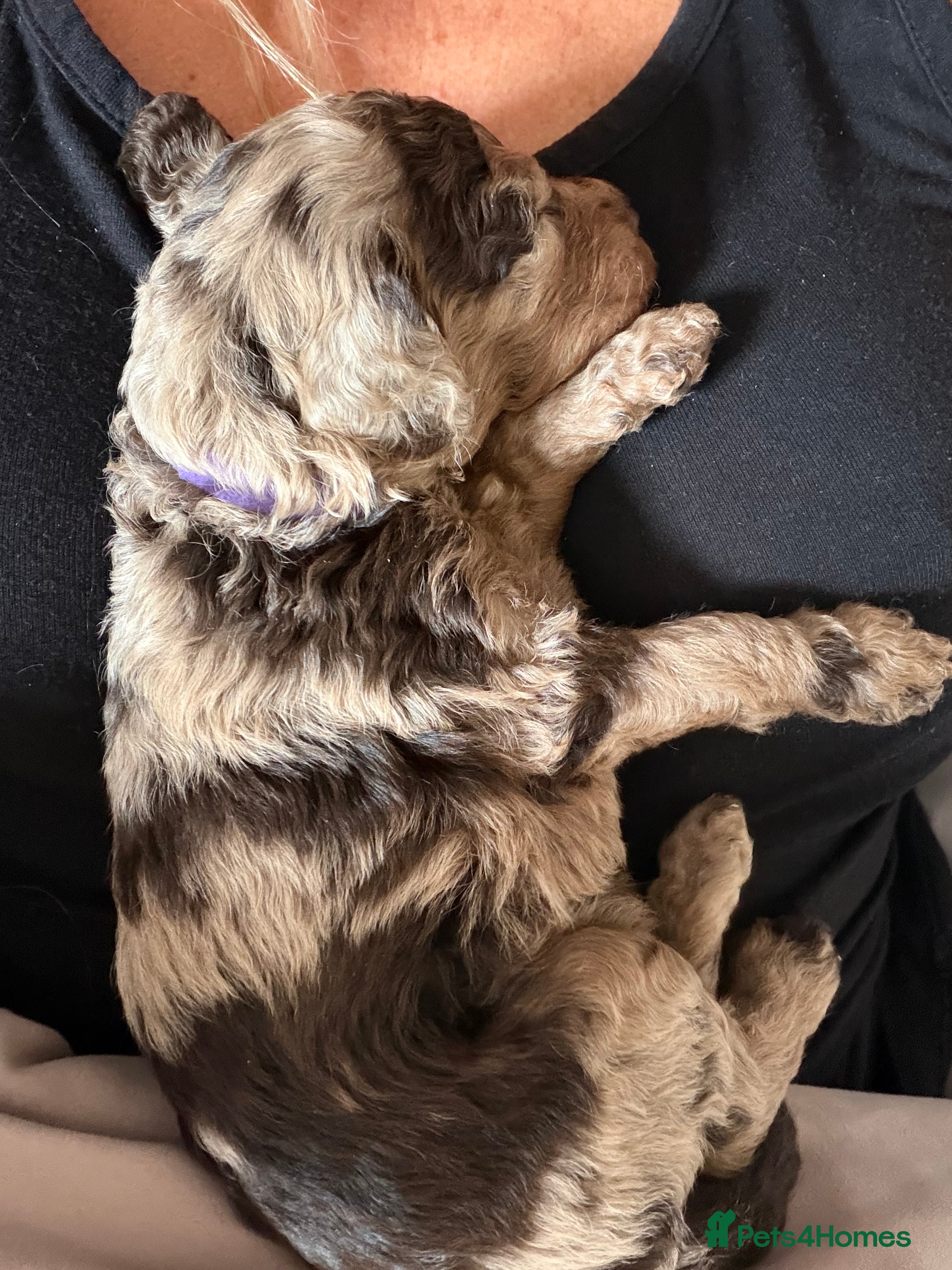 Cockapoo dogs Cockapoo experience from birth to home 12.5.26 🥰 - Advert 2