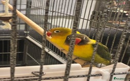 Lovebirds birds for sale: Lovebirds 12 weeks old  - Image 3