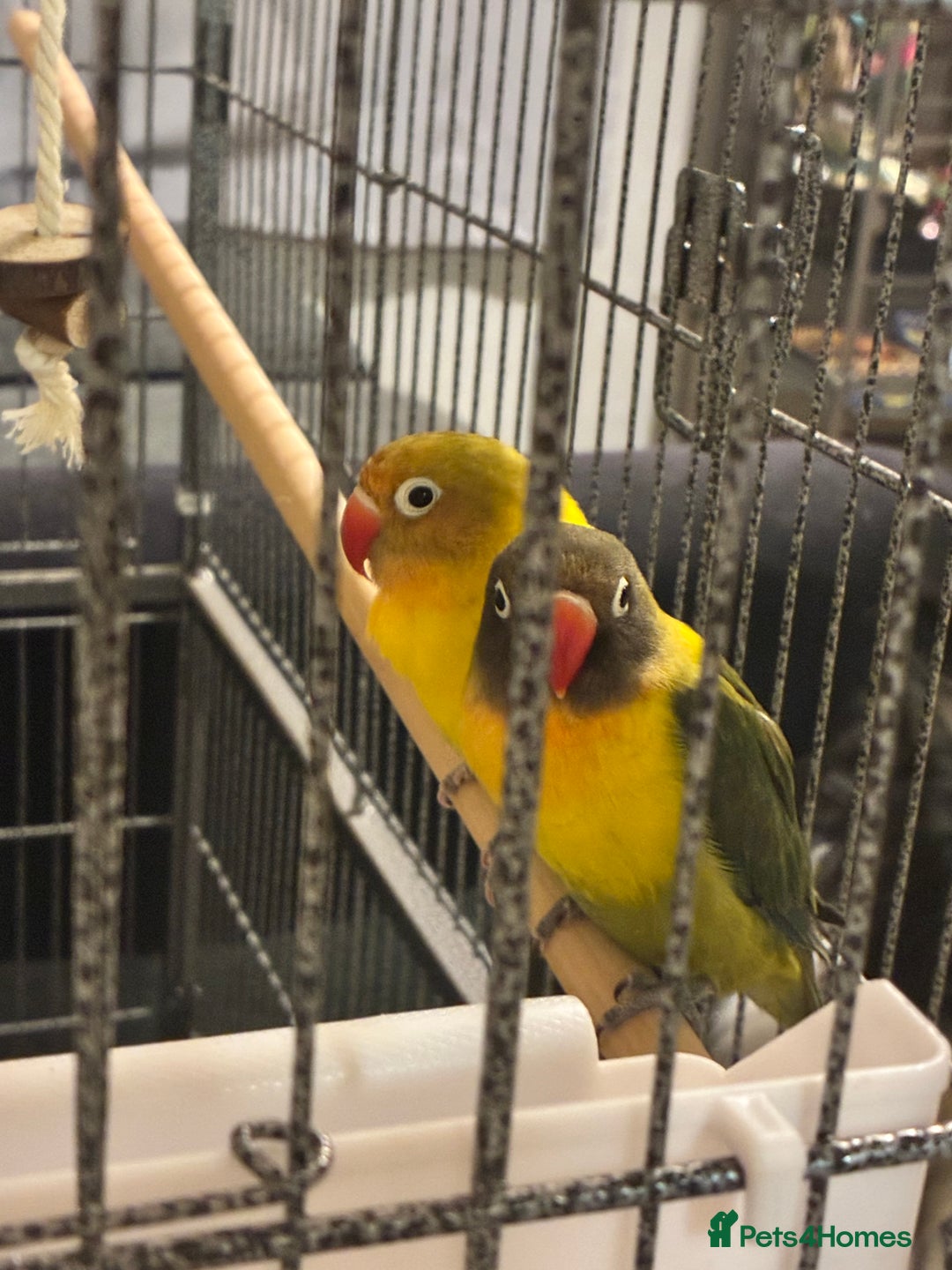Lovebirds birds for sale: Lovebirds 12 weeks old  - Image 3