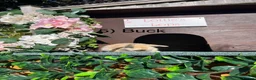 Mini Lop rabbits for sale: Mini Lops - Advert 7