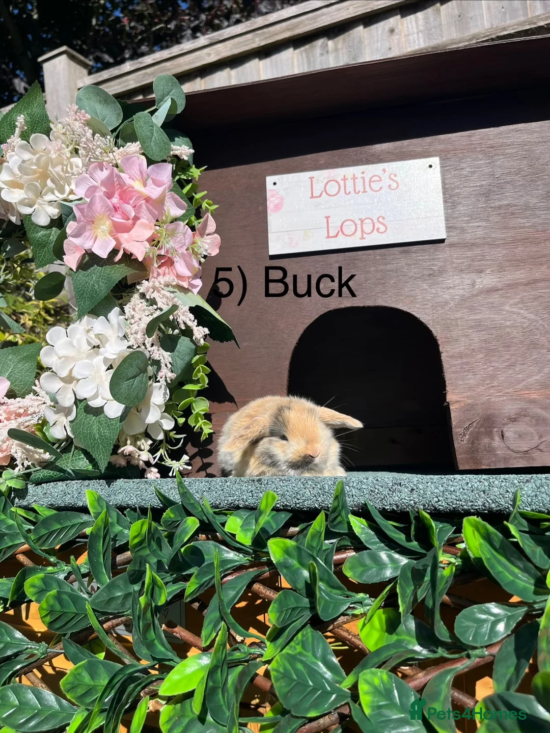 Mini Lop rabbits for sale: Mini Lops - Advert 7