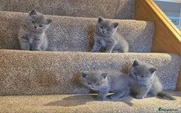 British Shorthair cats for sale: Beautiful Pedigree British Blue Kittens  🐾 - Advert 8