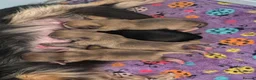 Chihuahua dogs for sale: Amazing Tiny Longcoat Chihuahua Puppies - Advert 3