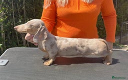 Miniature Dachshund dogs for sale: Chocolate Daple Miniature Boys  - Image 12
