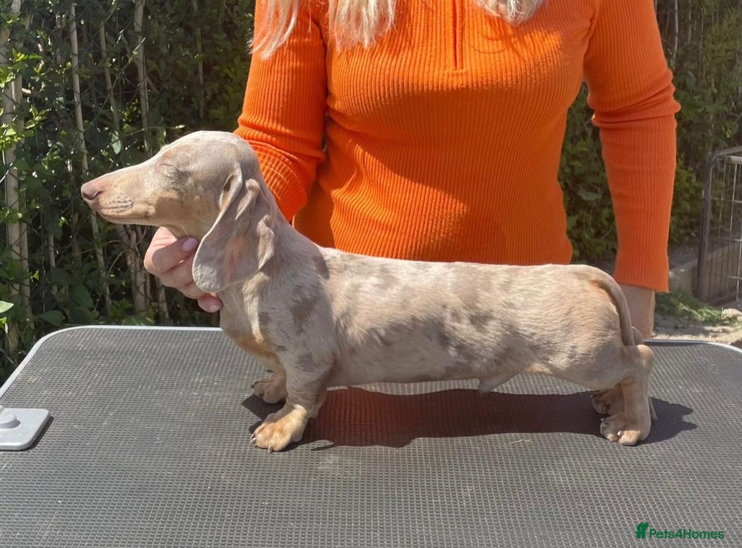 Miniature Dachshund dogs for sale: Chocolate Daple Miniature Boys  - Image 12