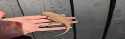 Bearded Dragon reptiles for sale: Baby bearded dragons - Advert 20