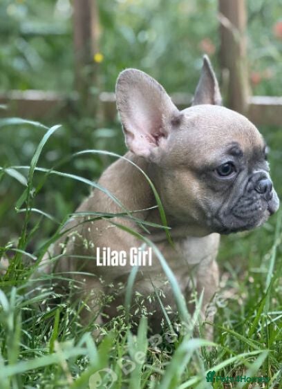 French Bulldog dogs Health CLEAR KC REG FRENCH BULLDOG - Advert 6