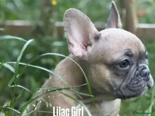 French Bulldog dogs Health CLEAR KC REG FRENCH BULLDOG - Advert 6