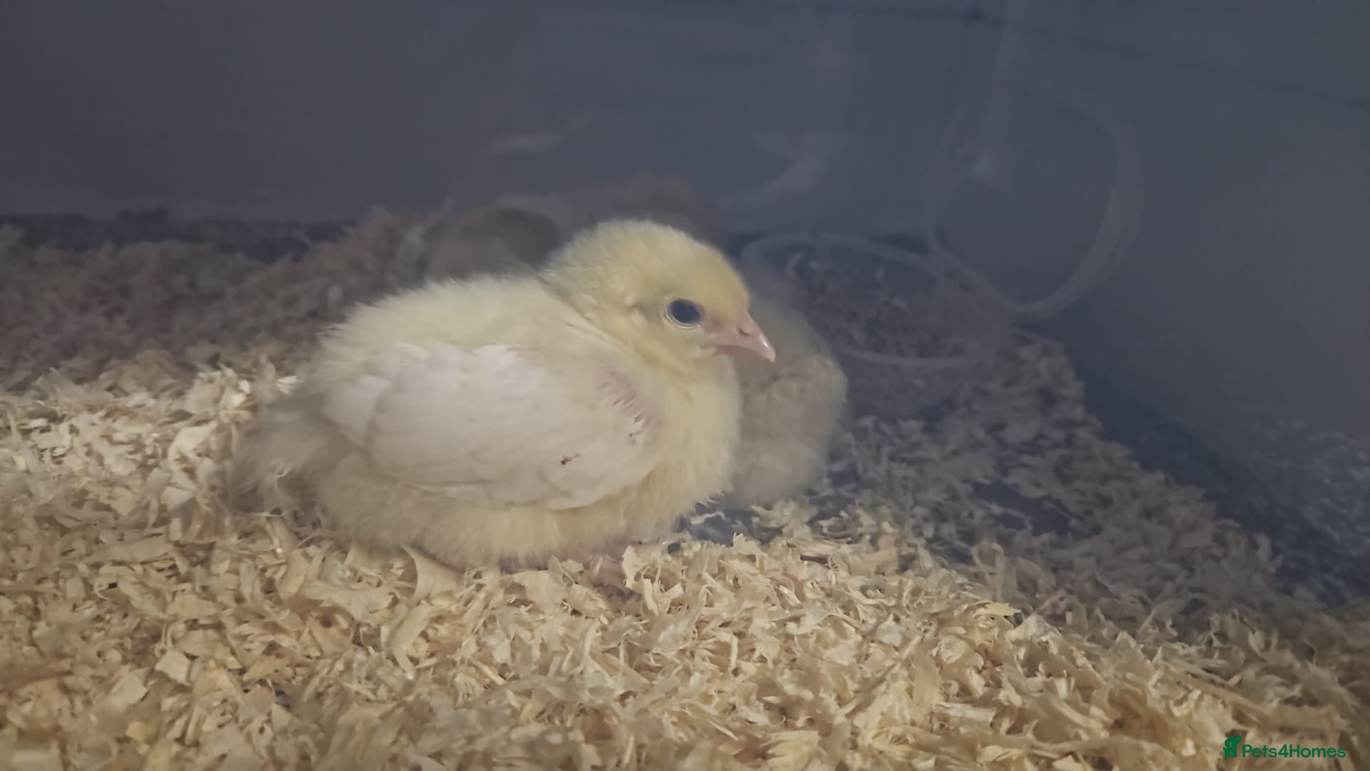 Chickens poultry 3 baby chicks for sale  - Advert 11