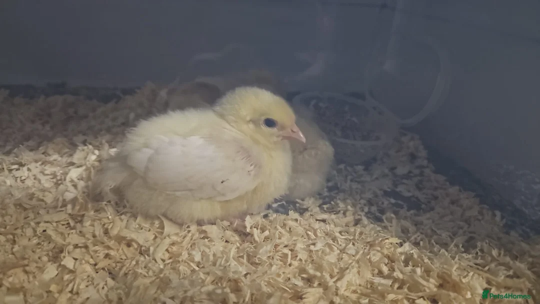 Chickens poultry for sale: 3 baby chicks for sale  in Oldbury - Advert 1