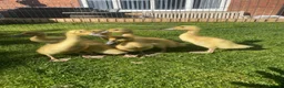 Ducks poultry for sale: *RESERVED* Abacot Ranger Breeding Pair  - Advert 4