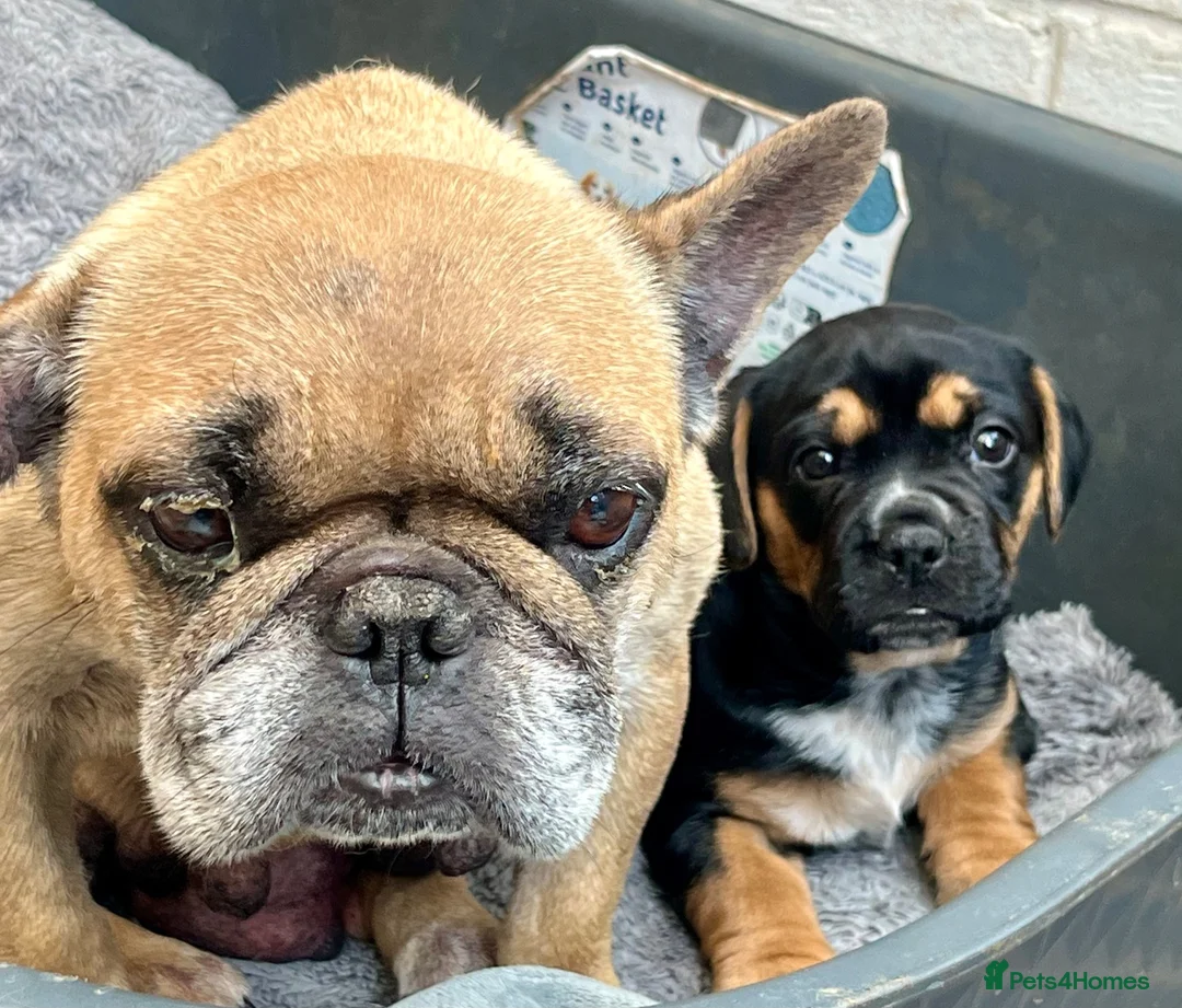 Mixed Breed dogs for sale: Beautiful French bulldog x spaniel  - Advert 2