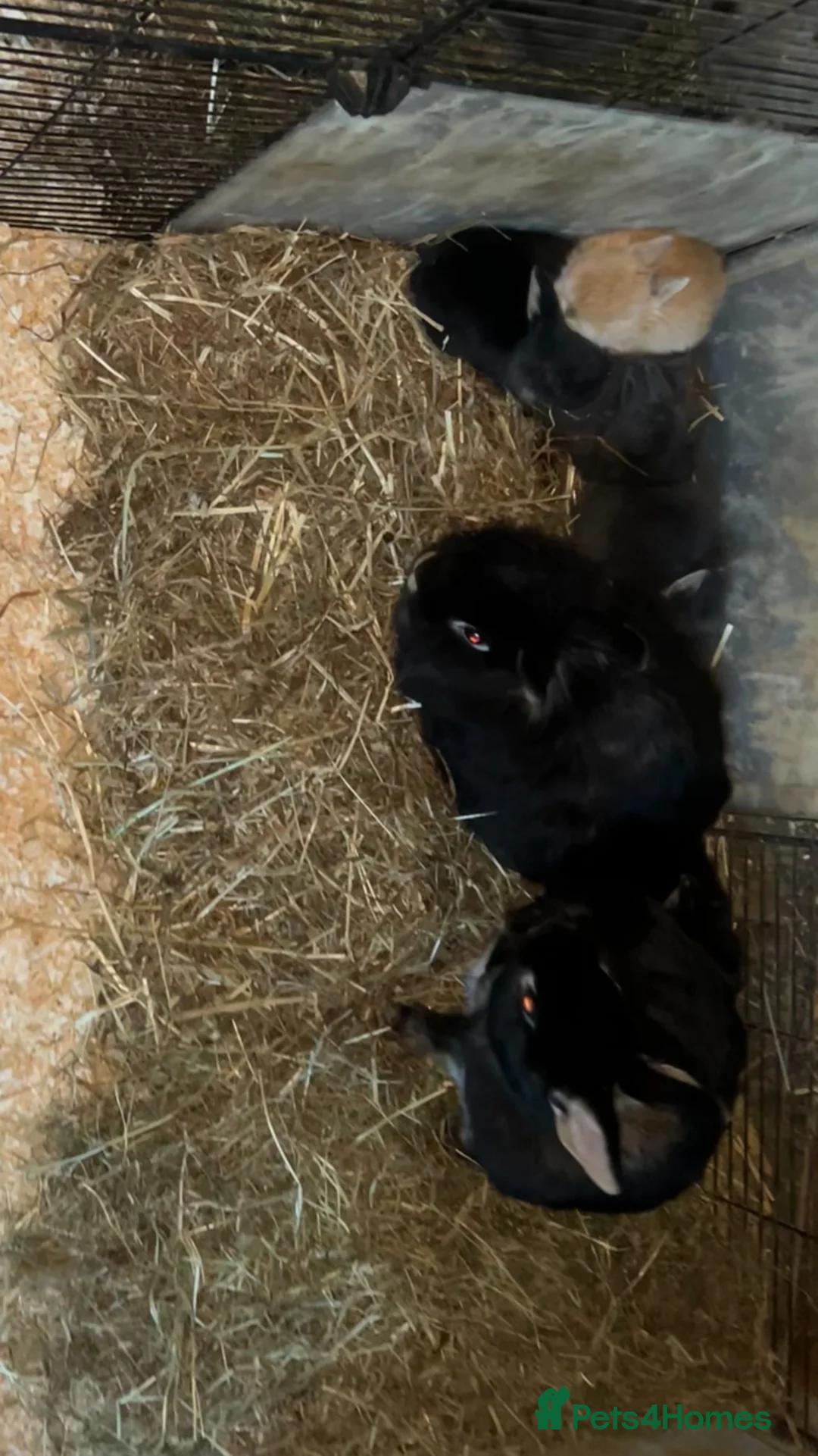 Mixed Breed rabbits for sale: Lionhead x Netherland Dwarf baby rabbits in Liverpool - Advert 8