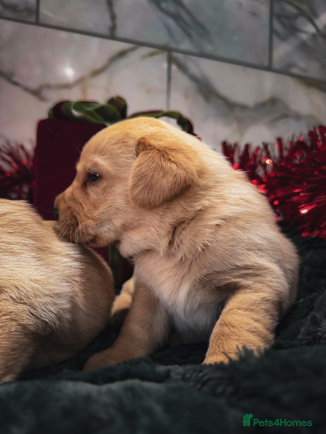 Labrador Retriever dogs for sale: Gorgeous Half Show KC Labrador Retriever Puppies - Advert 4