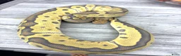 Python Snake reptiles for sale: CB25 cypress leopard hypo clown male  - Advert 2