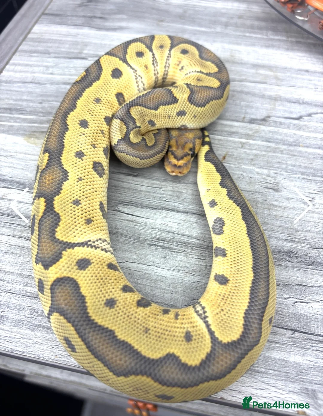 Python Snake reptiles for sale: CB25 cypress leopard hypo clown male  - Advert 2