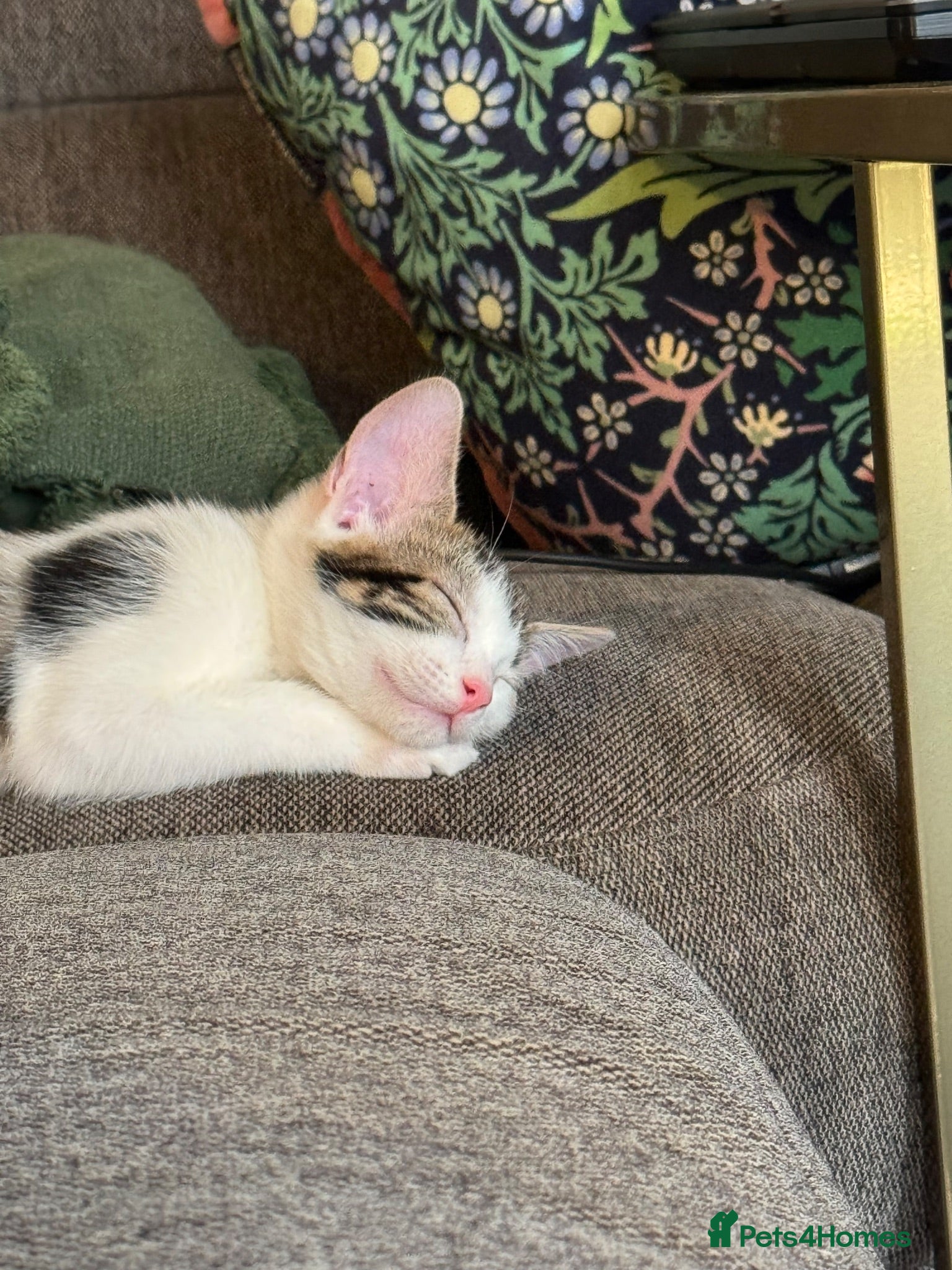 Mixed Breed cats Kitten for sale  - Advert 6