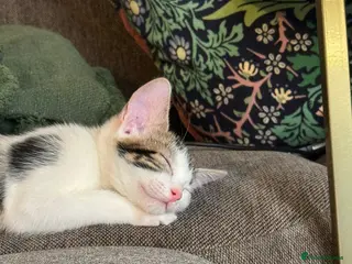 Mixed Breed cats Kitten for sale - Advert 6