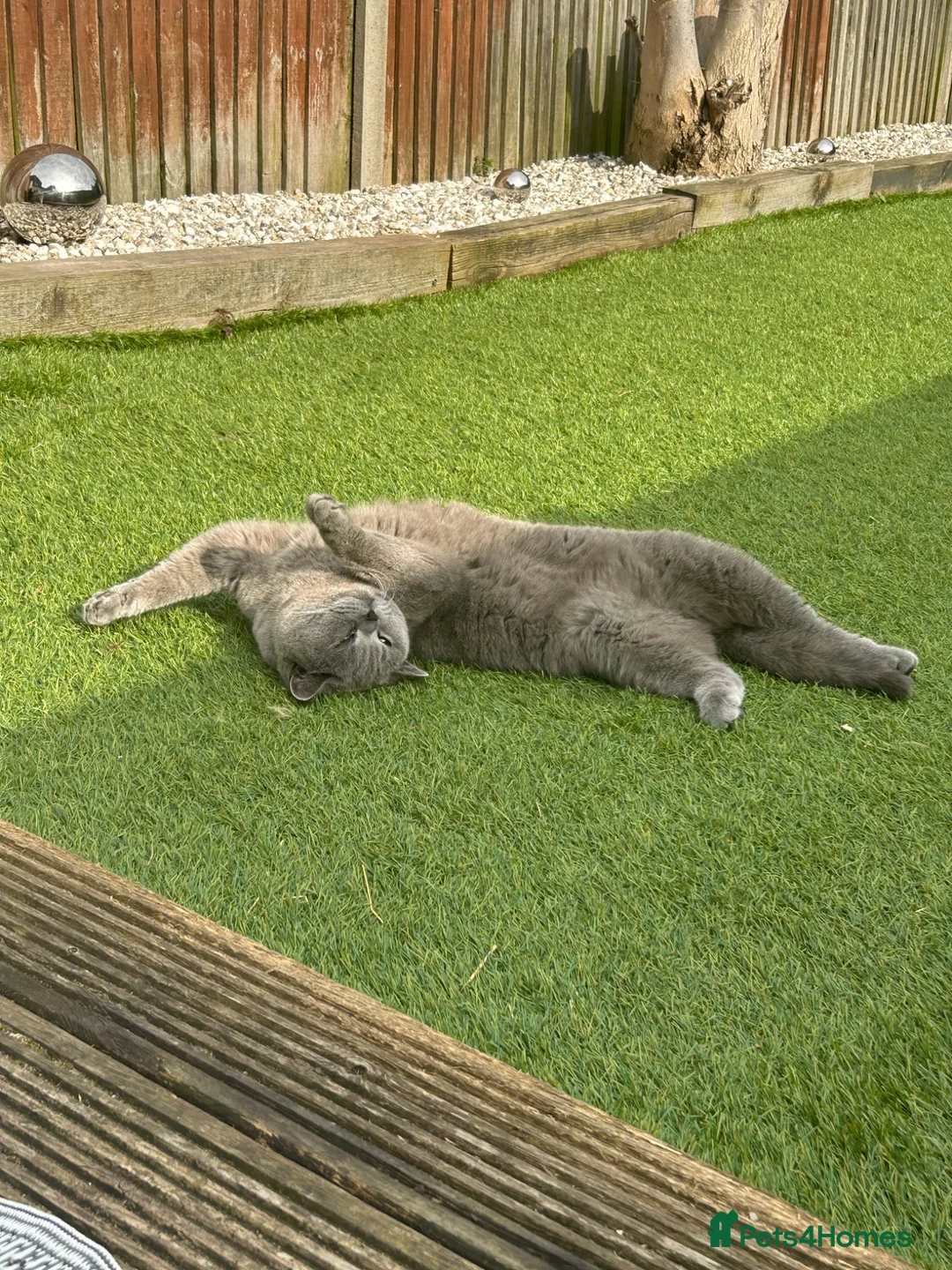 British Shorthair cats for sale: Lovely BSH boy - Advert 13