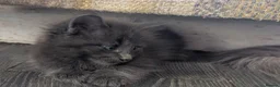 Maine Coon cats for sale: Maine coon x Ragdoll kittens - Advert 3