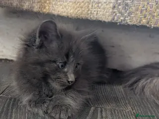 Maine Coon cats Maine coon x Ragdoll kittens - Advert 12