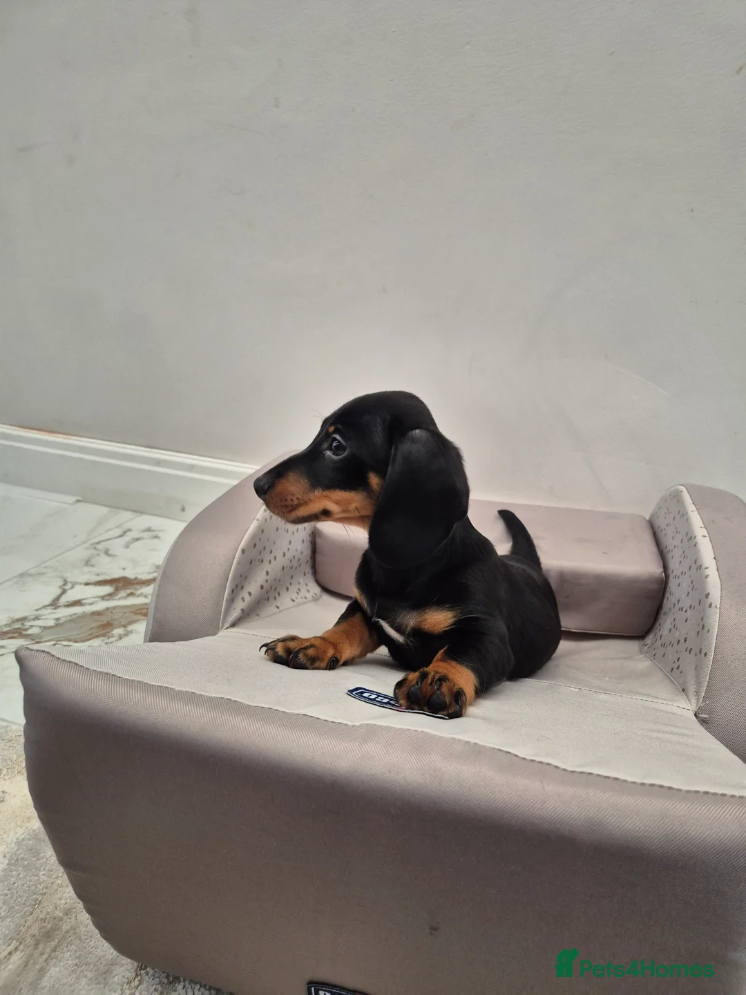 Dachshund dogs for sale: 💙 Miniature Dachshund Boy!💙 - Advert 23