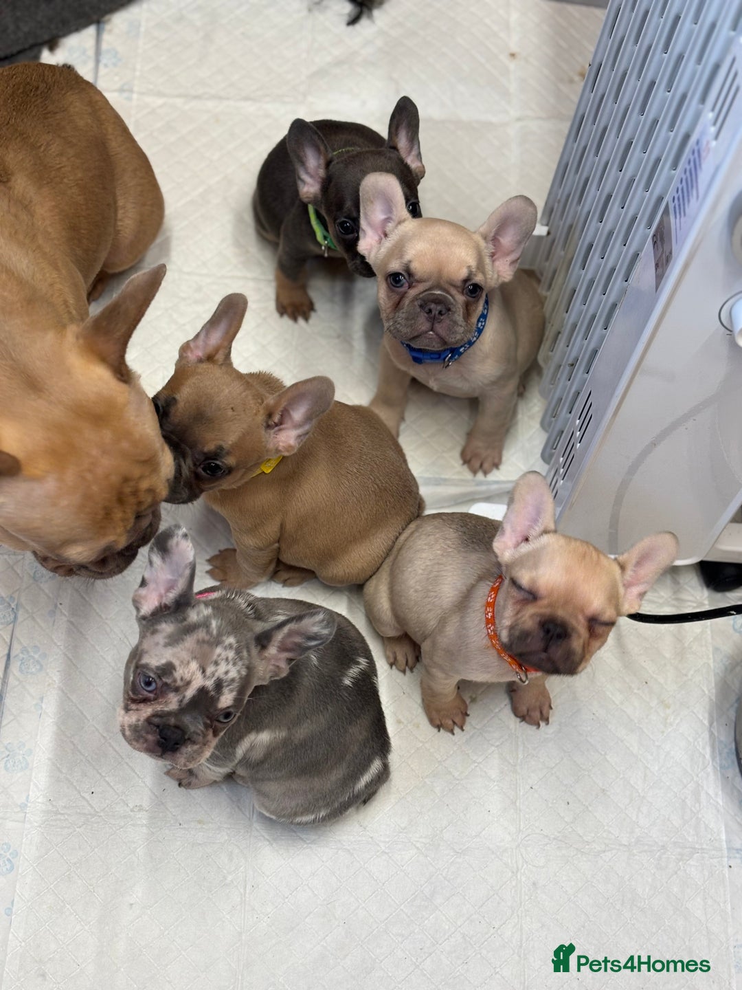 French Bulldog dogs for sale: 💕Adorable French bulldogs💕 - Advert 16