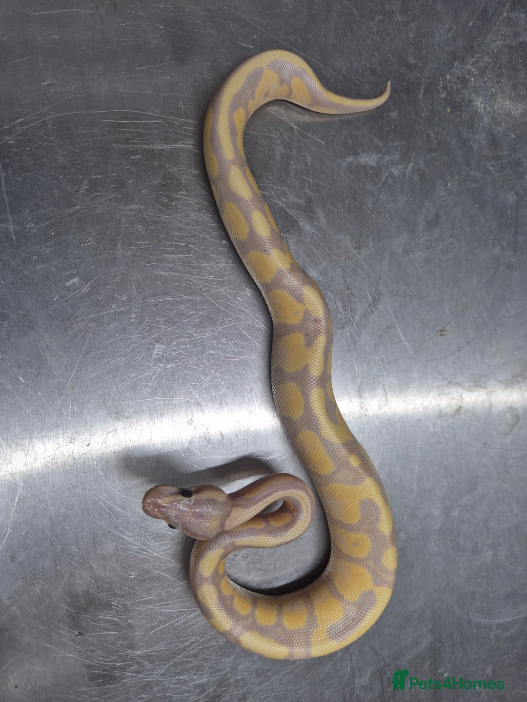 Python Snake reptiles for sale: Banana leopard  50% het clown - Advert 2
