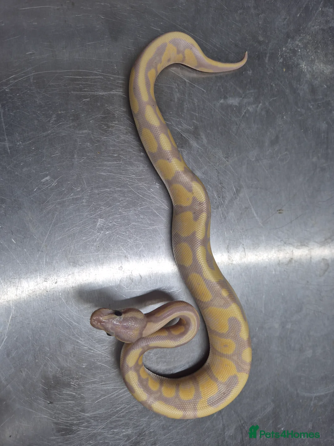 Python Snake reptiles for sale: Banana leopard  50% het clown - Advert 2