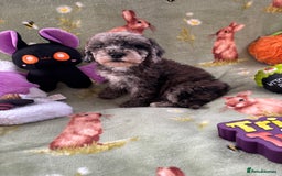 Cockapoo dogs for sale: PRA clear F1b Cockapoo puppies  - Image 11