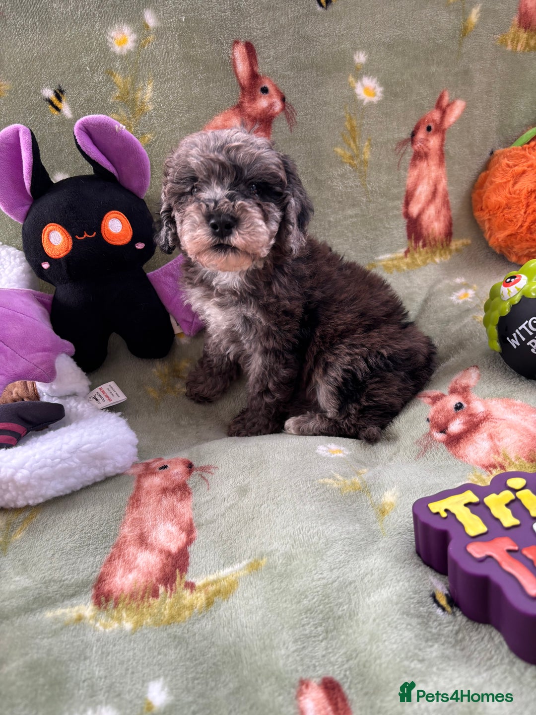 Cockapoo dogs for sale: PRA clear F1b Cockapoo puppies  - Image 11