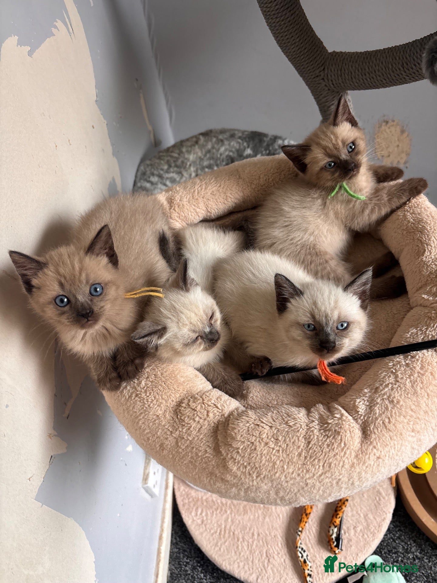 Mixed Breed cats Male kittens ready to leave this week  - Advert 19