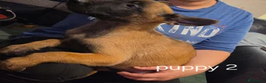 Belgian Shepherd Dog 2
