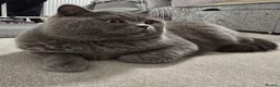 British Shorthair cats for sale: Simba (male) chanel (female) - Advert 4