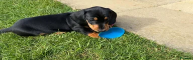 Miniature Dachshund 1