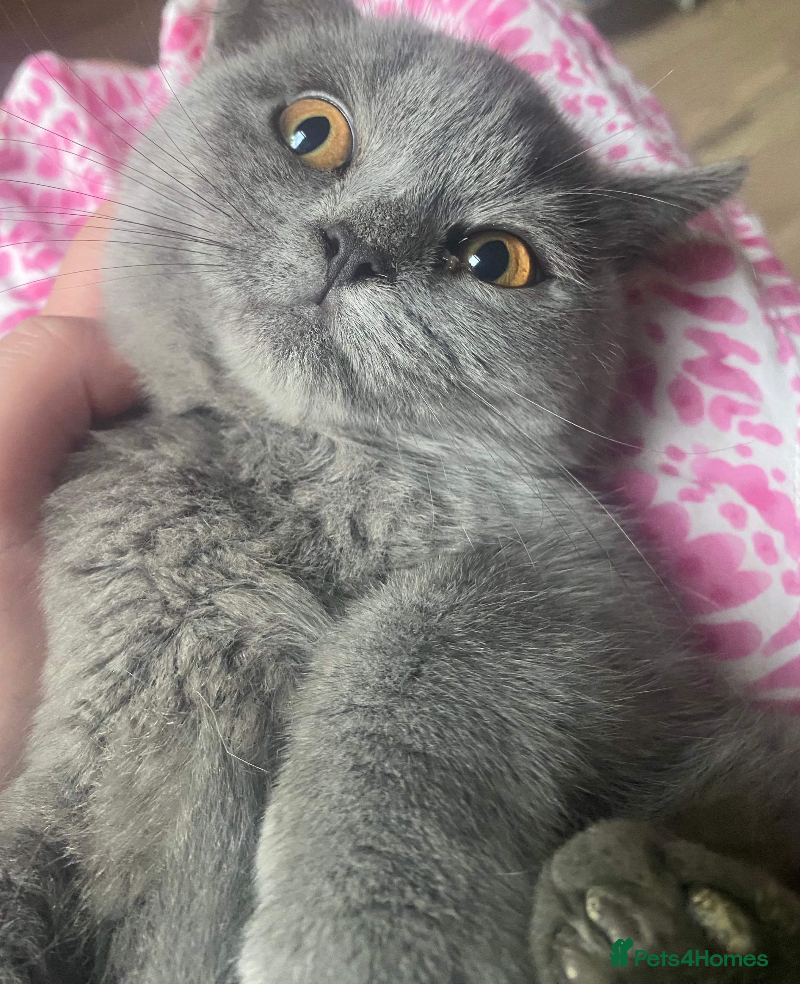 British Shorthair cats for sale: Stunning Blue & Black GCCF Kittens - Advert 2
