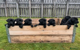 Labrador Retriever dogs for sale: KC registered Black Lab pups - Image 2