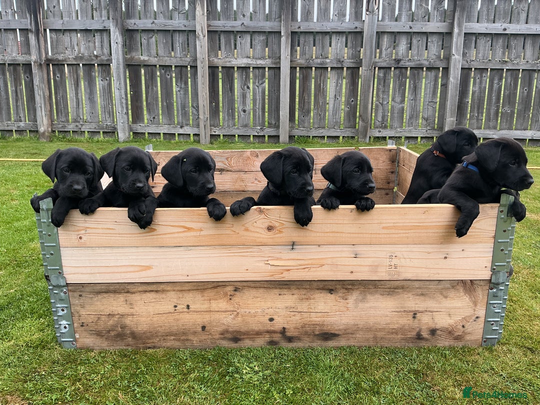 Labrador Retriever dogs for sale: KC registered Black Lab pups - Image 2