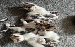 Mixed Breed cats for sale: Ready! Snow Bengal/Seal Lynx X Kittens  - Image 7