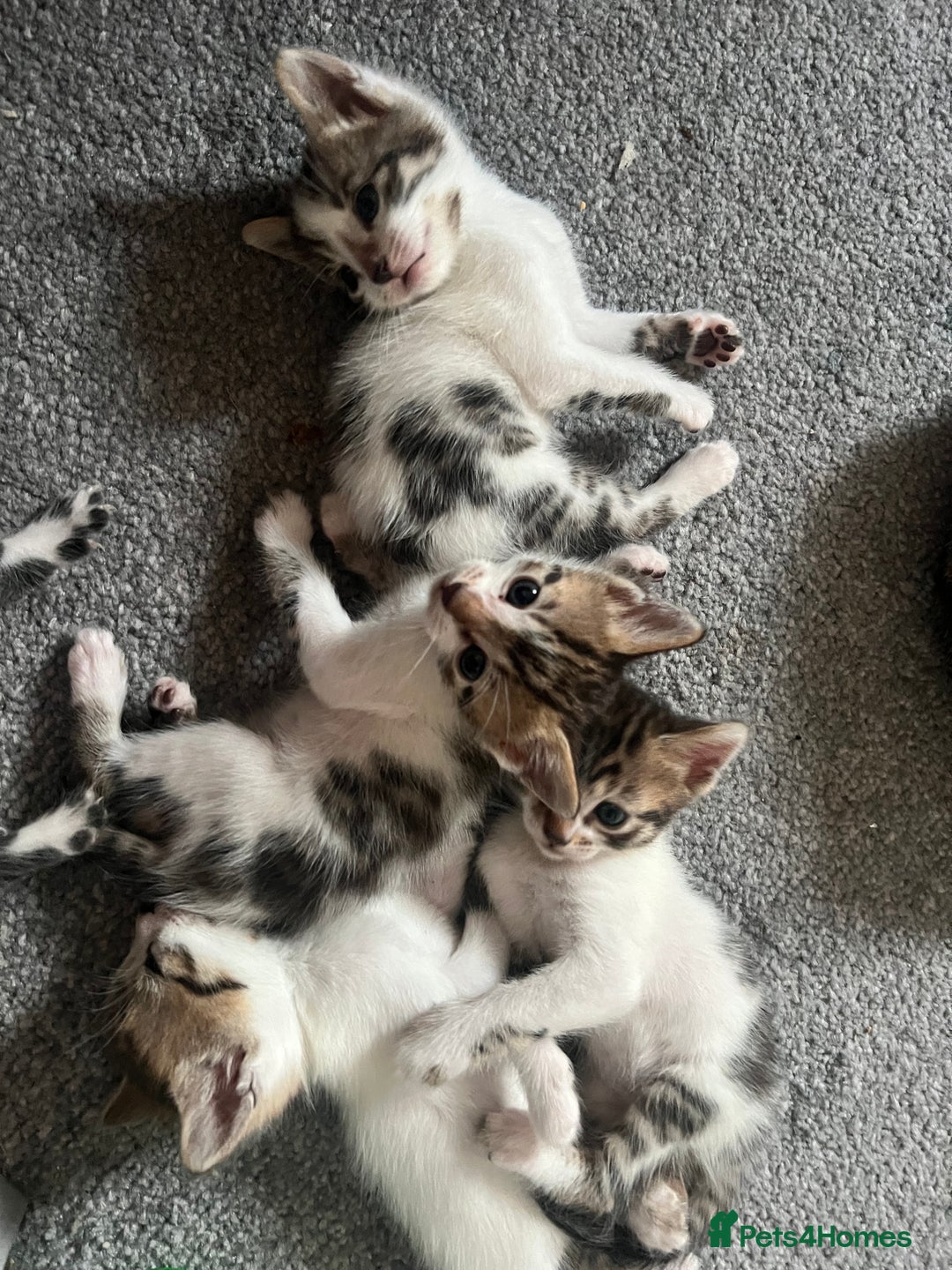 Mixed Breed cats for sale: Ready! Snow Bengal/Seal Lynx X Kittens  - Image 7