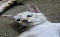 Siamese cats for sale: 3 stunning babies ready to leave now!!! - Image 8