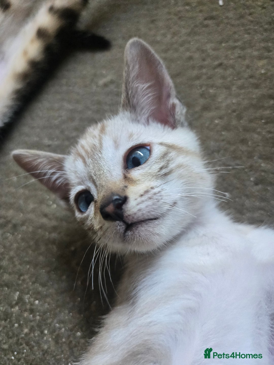 Siamese cats for sale: 3 stunning babies ready to leave now!!! - Image 8