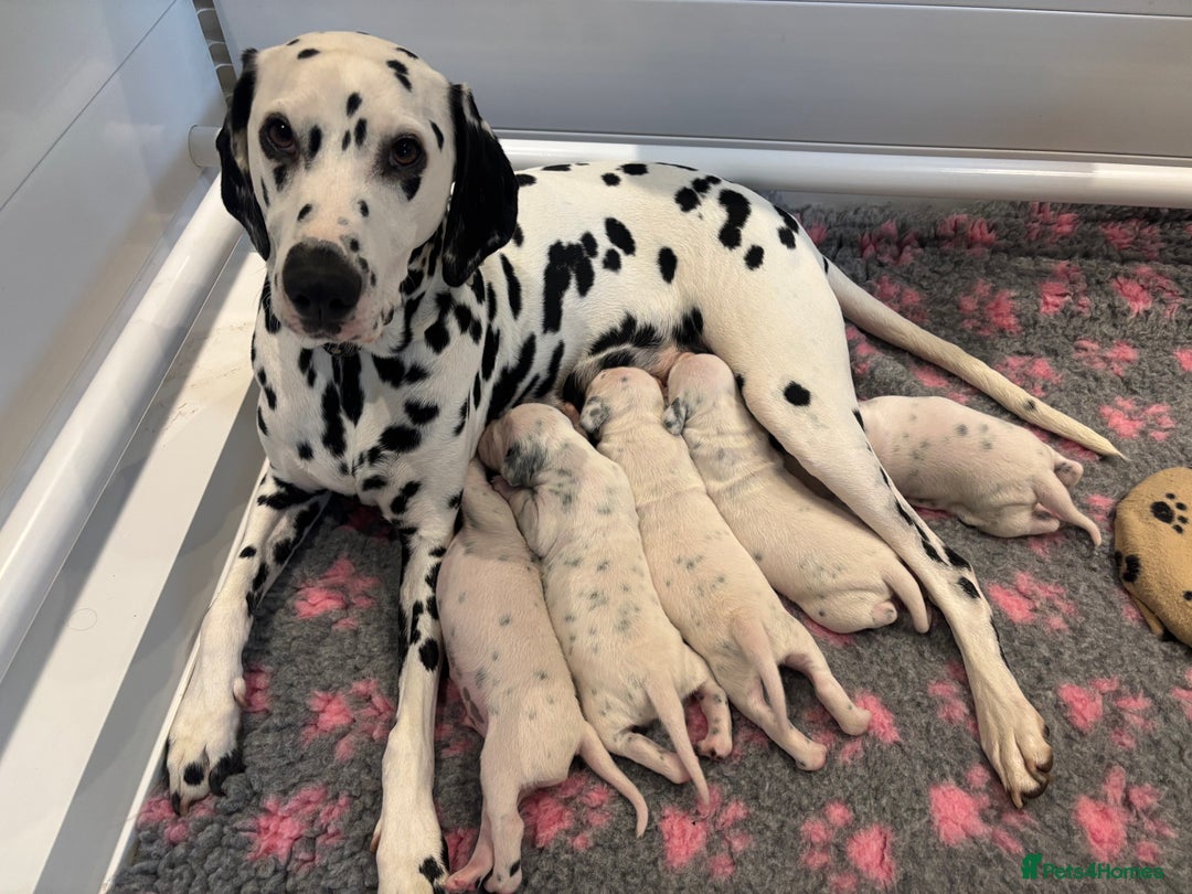 Dalmatian dogs for sale: Malosky Dalmatians  - Image 2